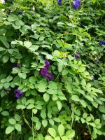 Anshan flowers Clitoria Ternatea 1kg