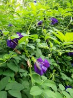 Anshan Blüten Clitoria Ternatea 1kg