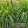 Tea Lemon Grass Pandanus original from Thailand 1kg