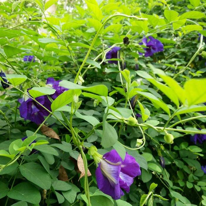 Anshan Clitoria Ternatea plant is a fast growing and herbaceous pea climber.