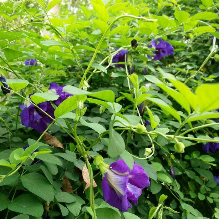 Anshan Clitoria Ternatea Pflanze ist eine schnell wachsende und krautige Erbsen Kletterpflanze