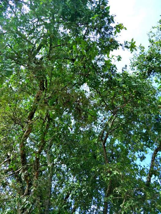 Matum Früchte Baum in Thailand