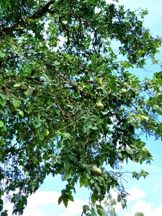 Matum Früchte Baum in Thailand