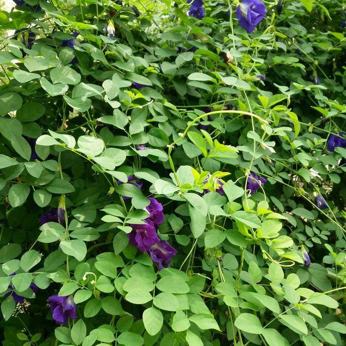 Clitoria Ternatea flowers, Thai: Anshan, English: Butterfly Pea, are the flowers of the Thai Anshan plant, which are mainly used as a tea infusion and as a natural food colouring.